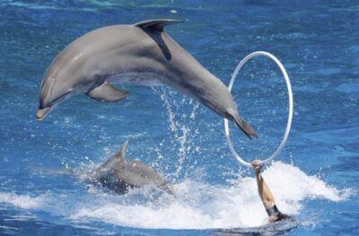 العرض المائي