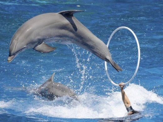 %d8%a7%d9%84%d8%b9%d8%b1%d8%b6-%d8%a7%d9%84%d9%85%d8%a7%d8%a6%d9%8a