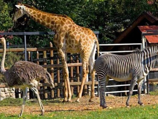 %d8%ad%d8%af%d9%8a%d9%82%d8%a9-%d8%a7%d9%84%d8%ad%d9%8a%d9%88%d8%a7%d9%86%d8%a7%d8%aa