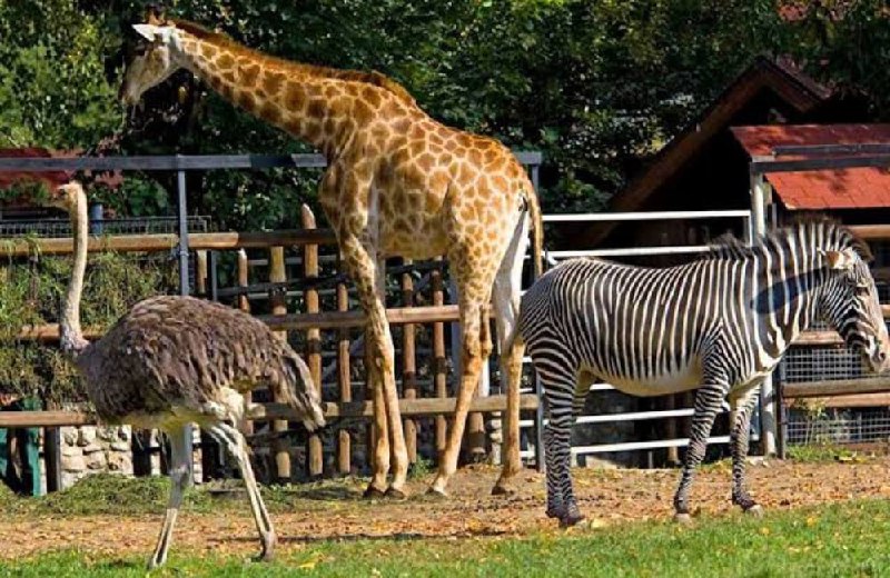 حديقة الحيوانات